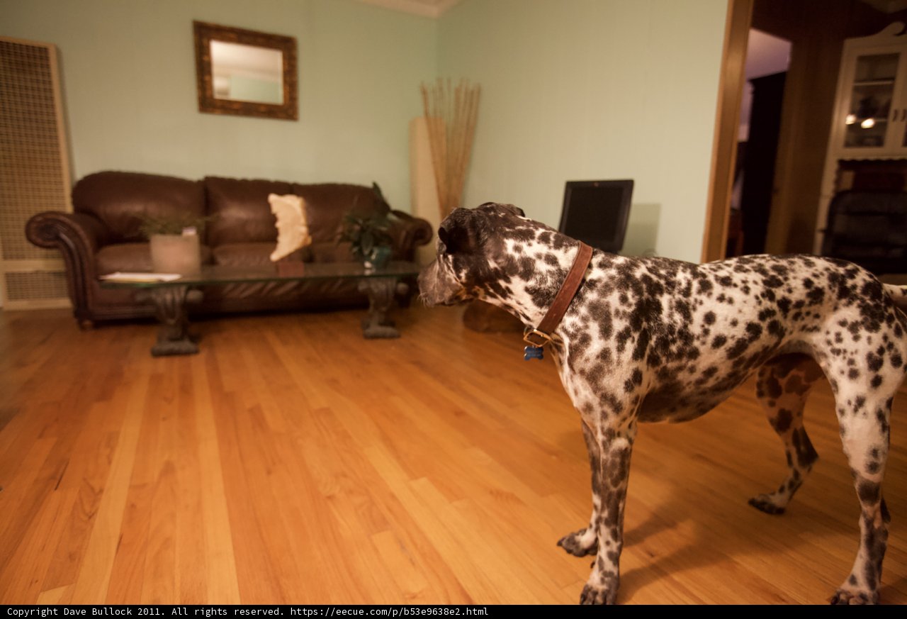 Paw-some Living Room Decor