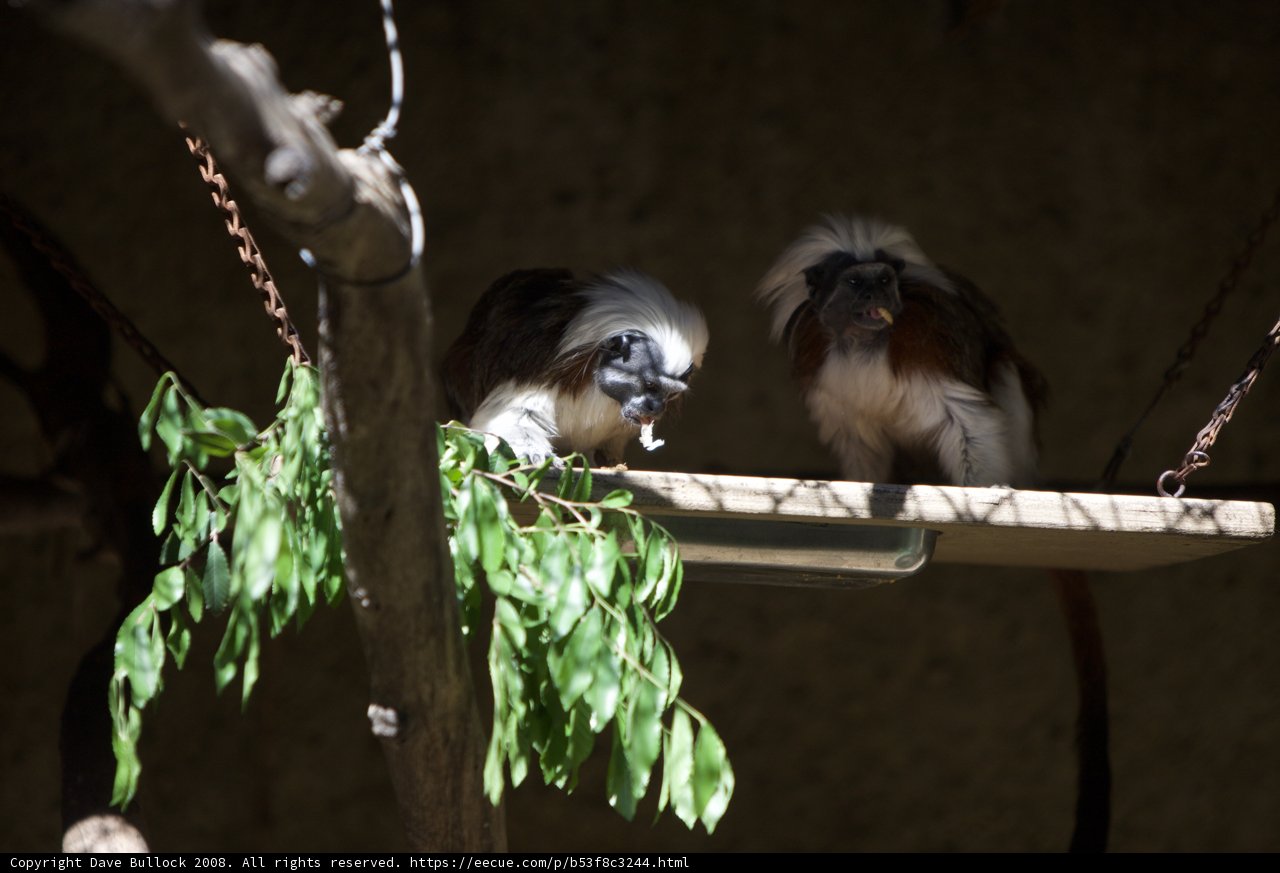 Monkey Business on Wooden Platform