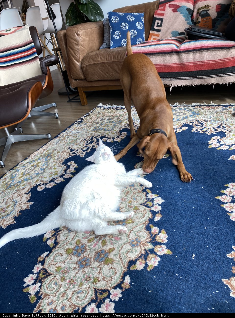 Cozy Playtime in a San Francisco Living Room