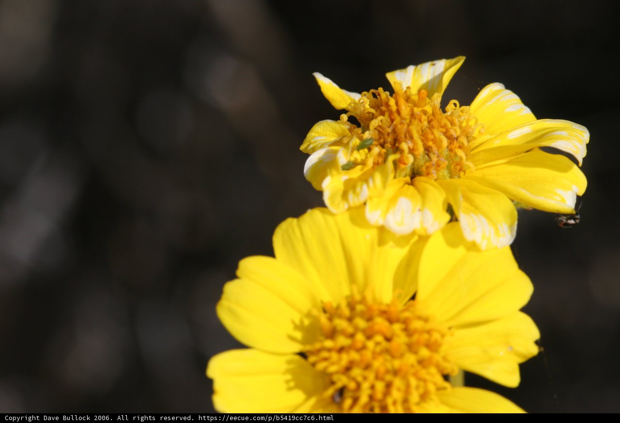 Busy Bee on a Sunny Daisy