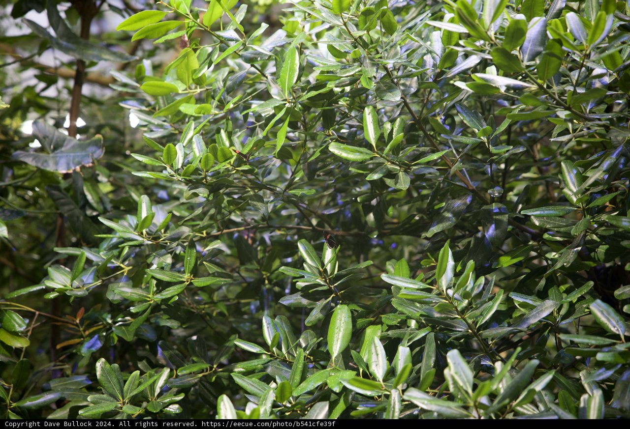 Thriving Green Canopy: A Verdant Display at the California Academy of Sciences