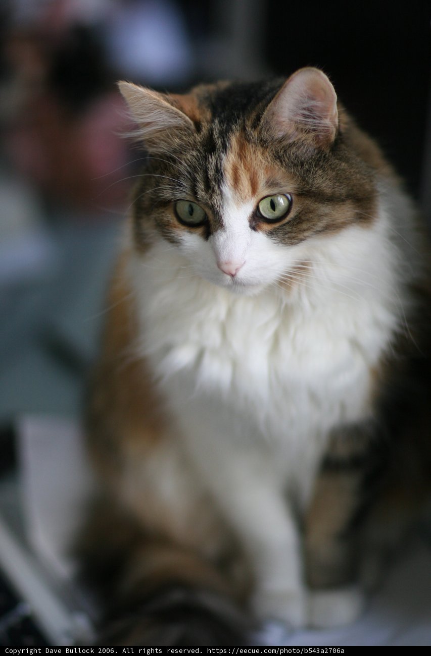 Curious Cat