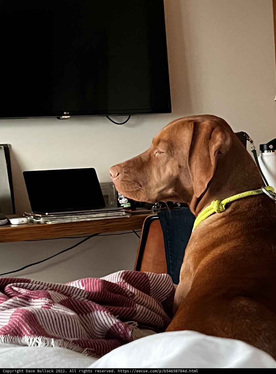 Laptop Pup