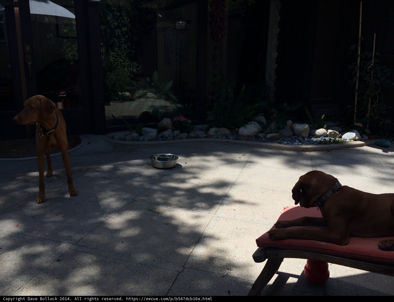 Two Canine Companions on Altadena Walkway