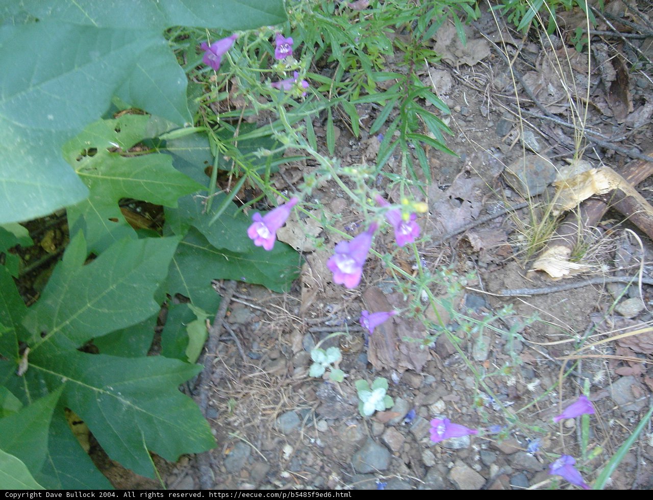 Purple Acanthaceae Flower Amongst the Woods
