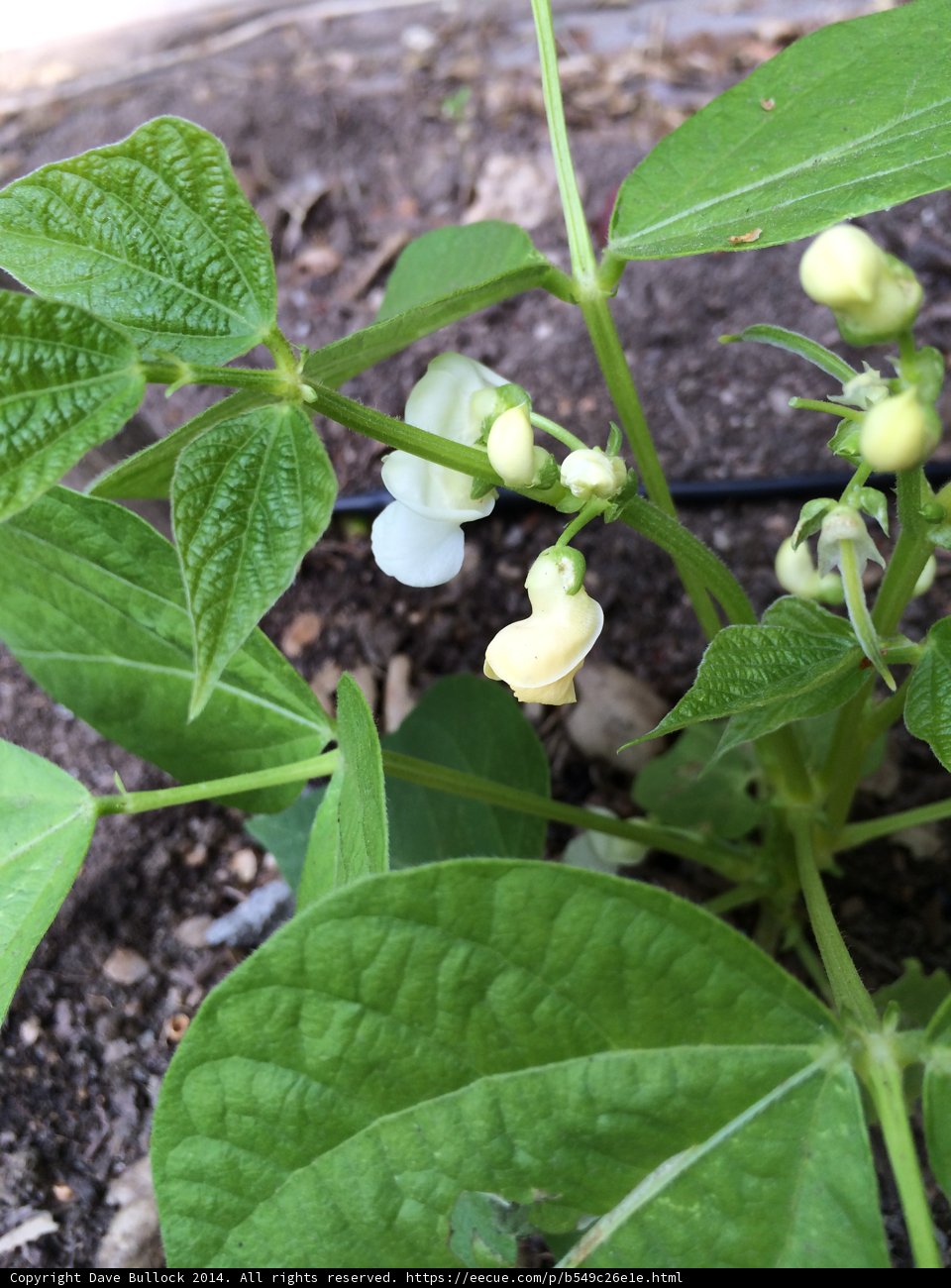 White Flowered Plant in Altadena