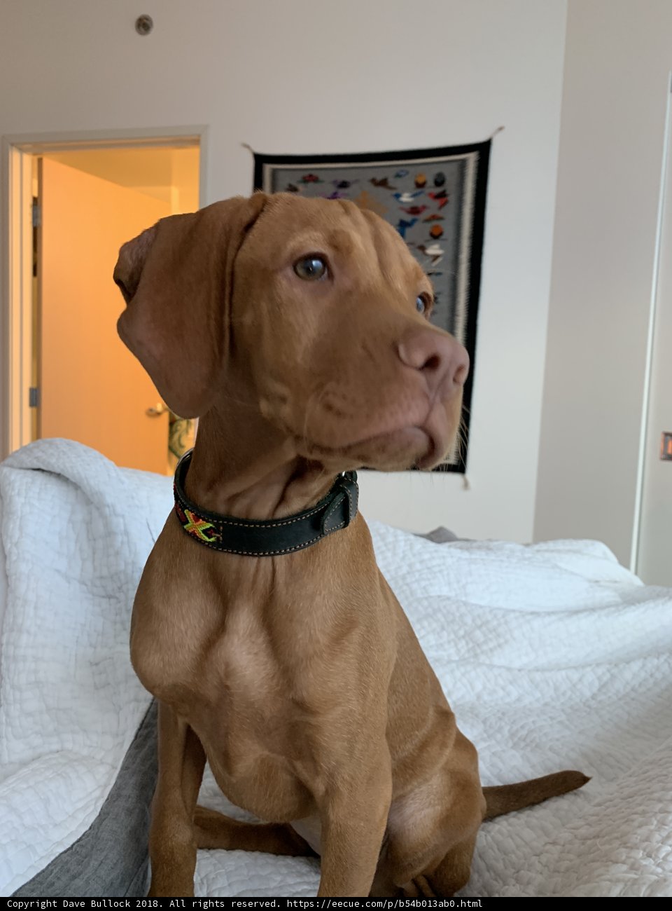 Furry Friend on the Bed
