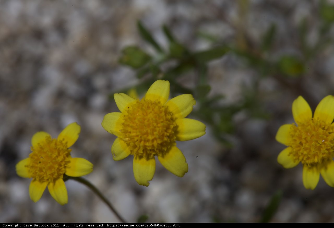 Blooming Beauties in the Desert