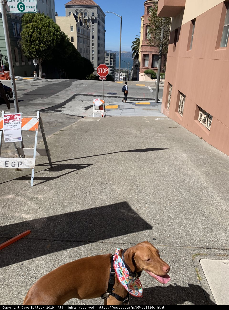 Stylish Pooch on the Sidewalk