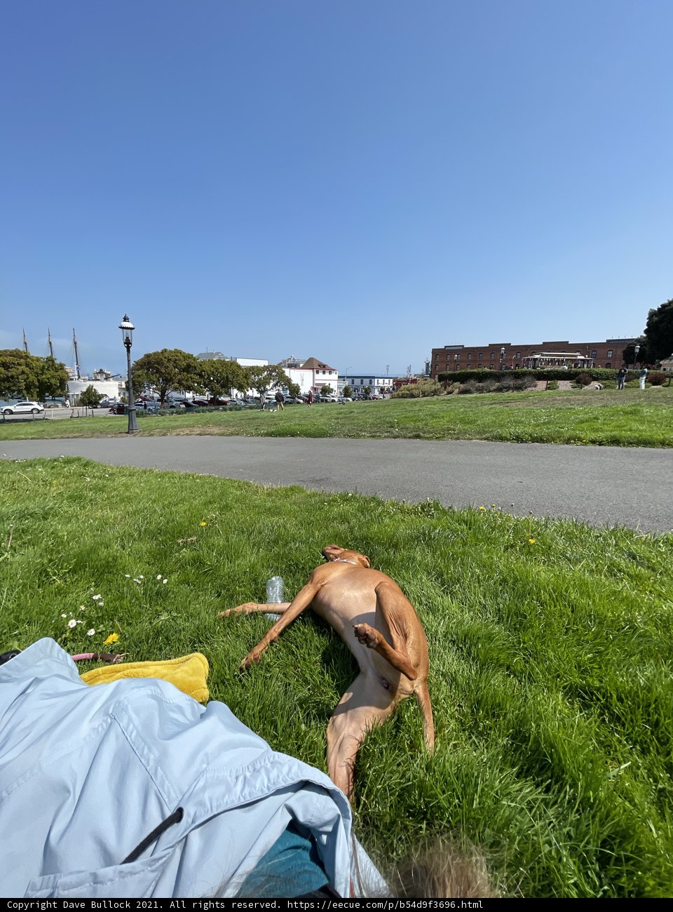 Serene Pup in a Scenic Park