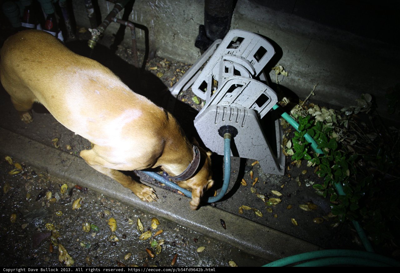 Inquisitive Bulldog Sniffs Out Hose in Altadena