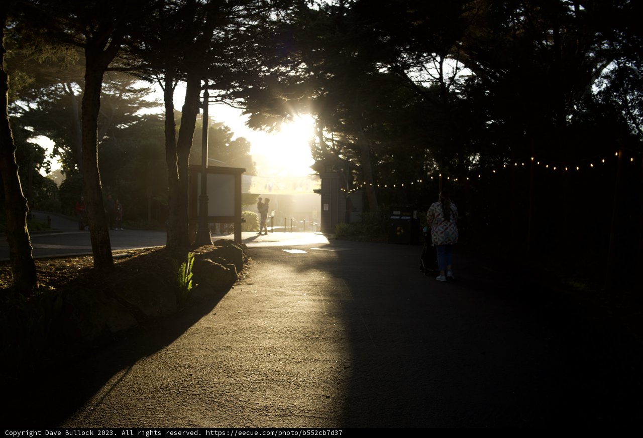Wandering in Sunshine's Silhouette