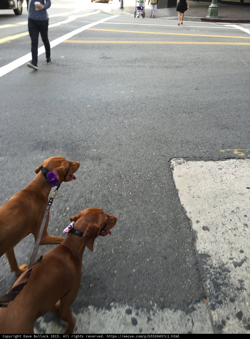 Two Canine Companions on the Tarmac