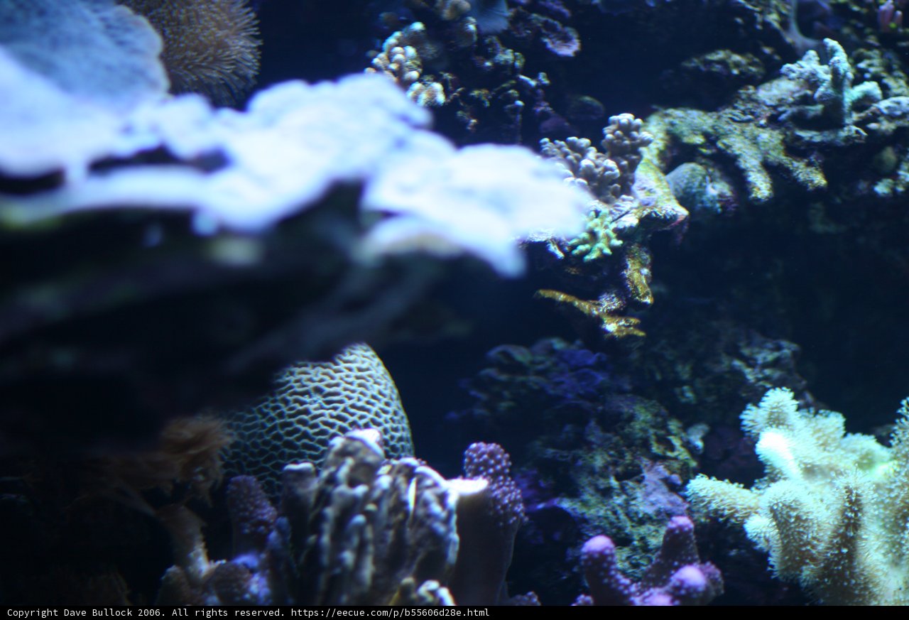 A Beautiful Diversity of Coral on the Ocean Floor