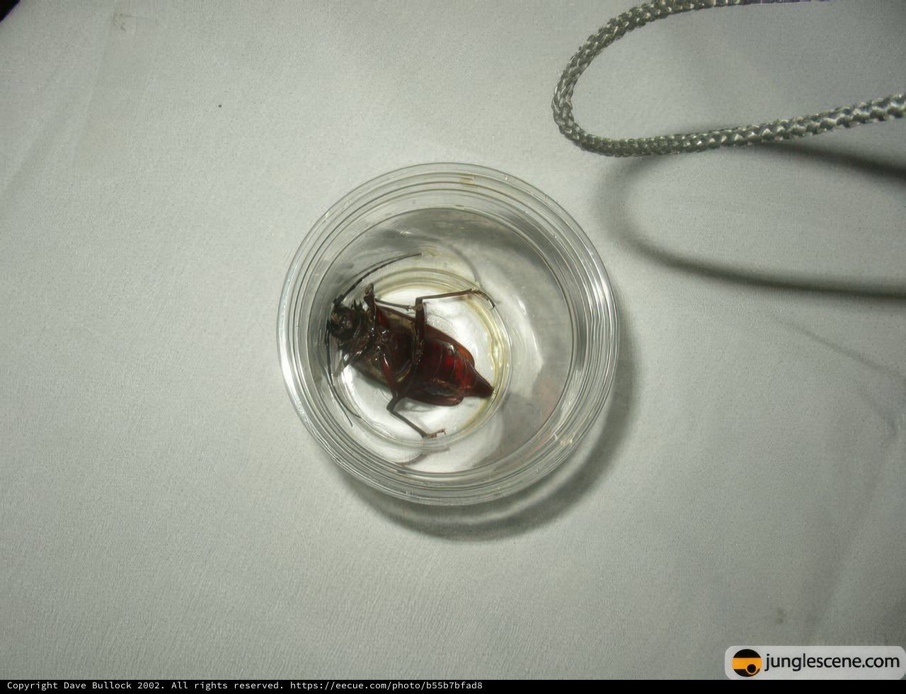 Curious Critter on a String