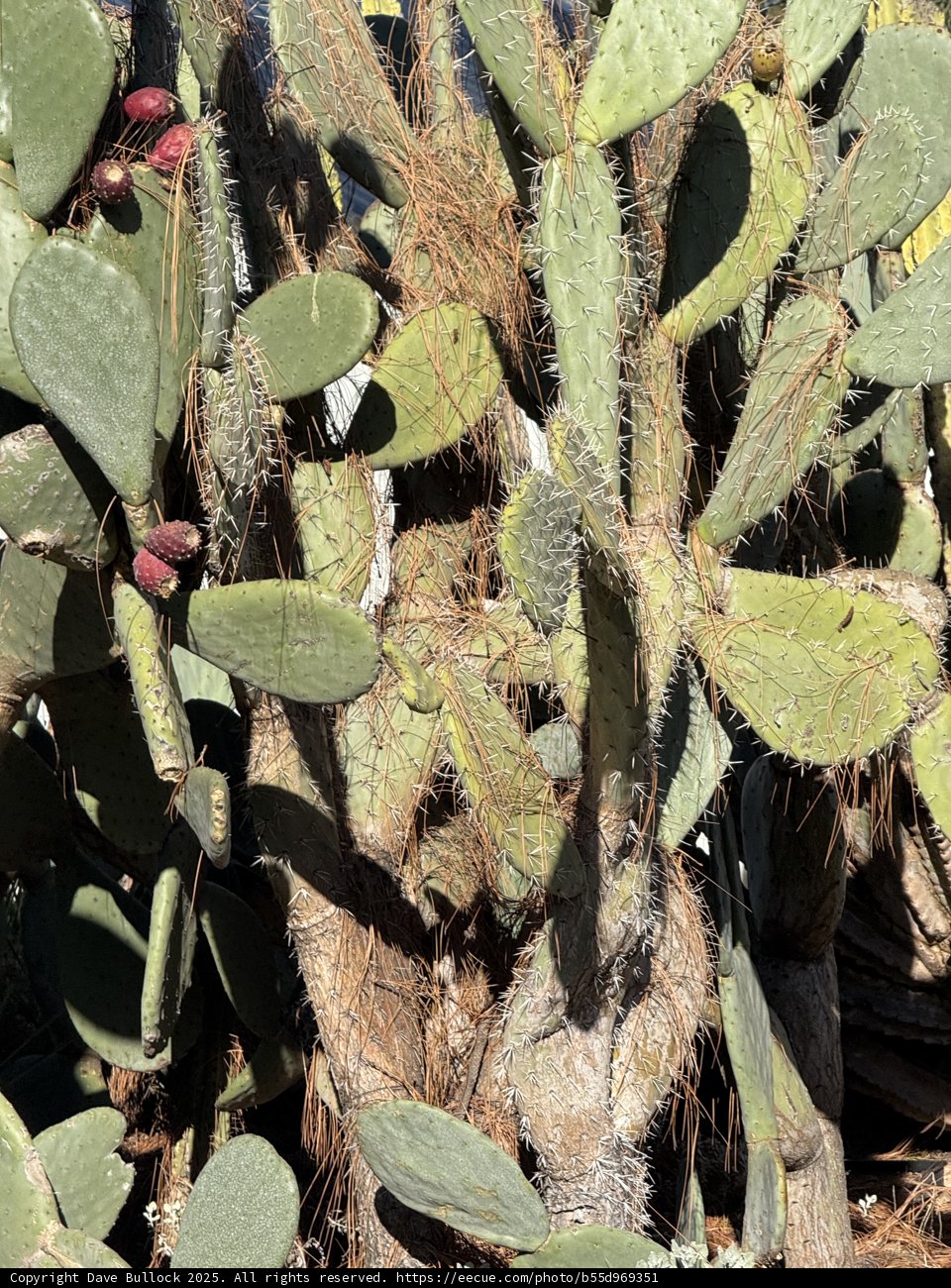 A Prickly Encounter