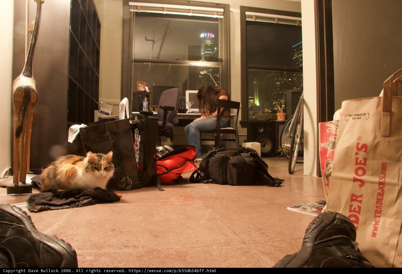 Feline Companion on a Busy Day