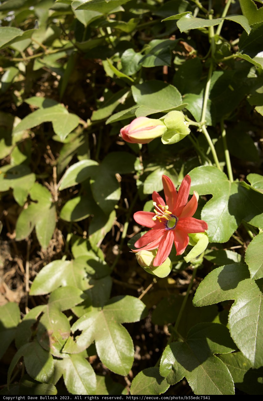 Fiery Blossom Amidst Verdant Foliage.
