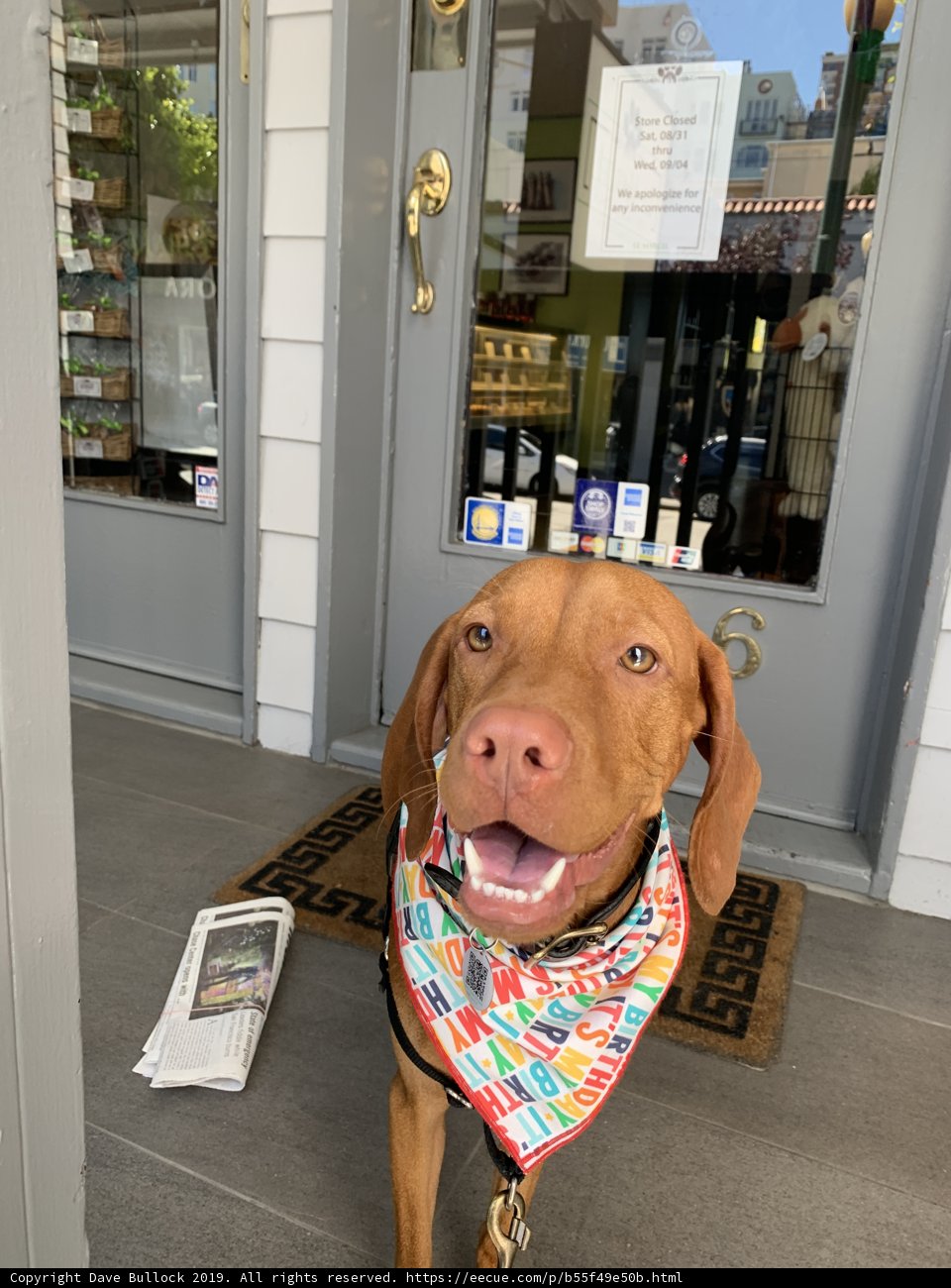 The Classy Canine