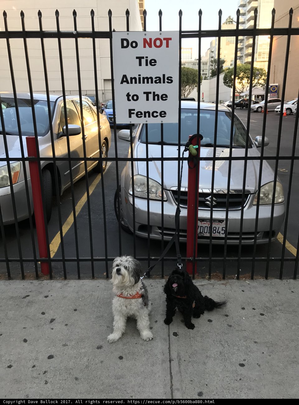 Two Canine Companions at the Fence