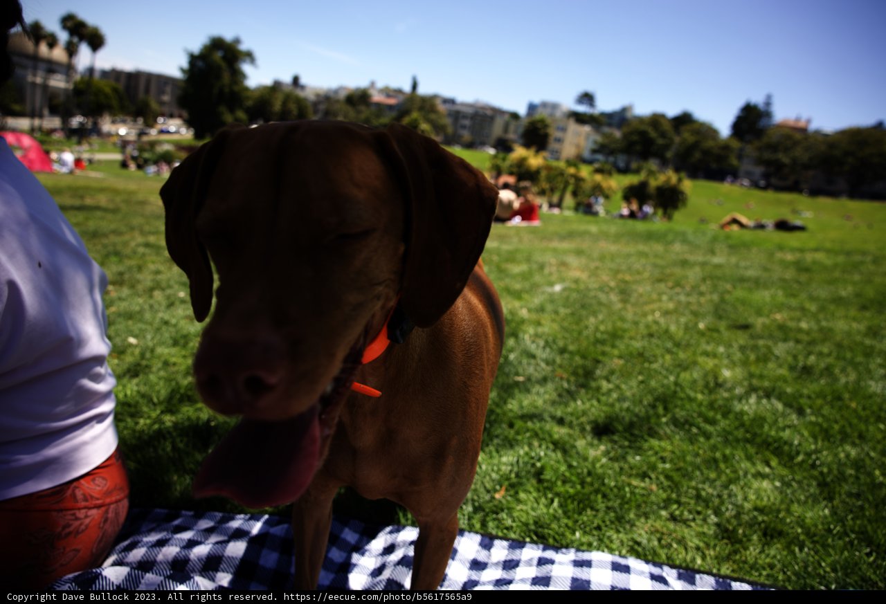 Summer Bliss: A Sunday at Delores Park