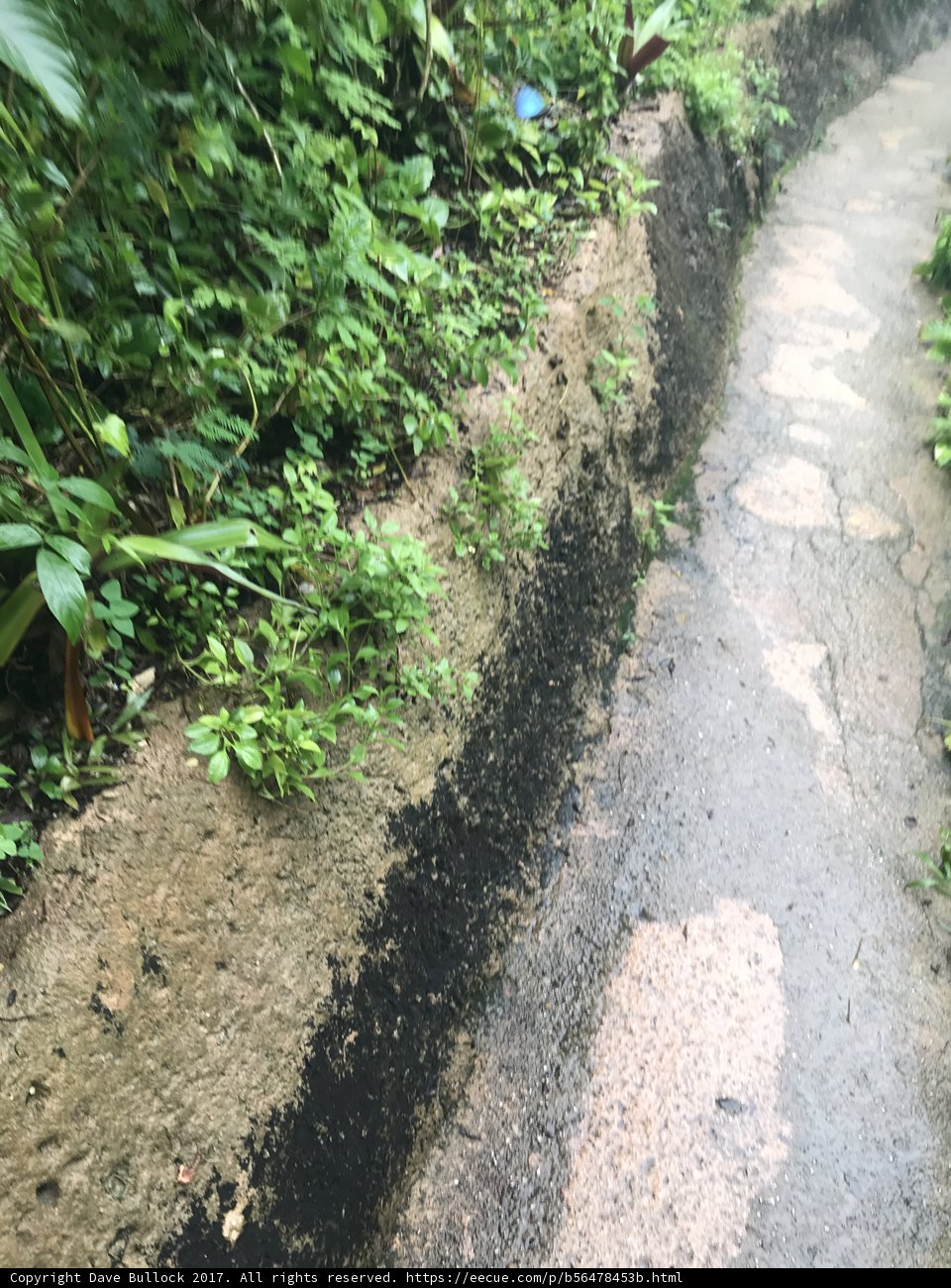 A Serene Stroll Through Nature's Path