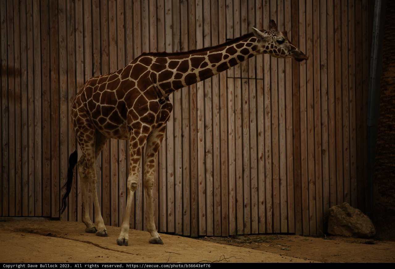 A Towering Sight at the Oakland Zoo