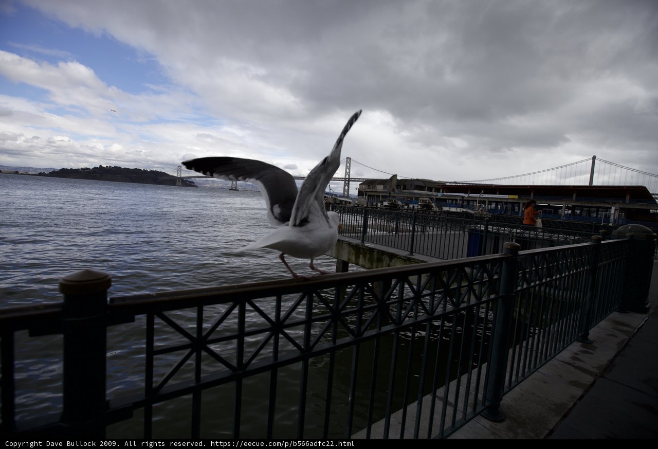 Seagull Soars Over the Waterfront