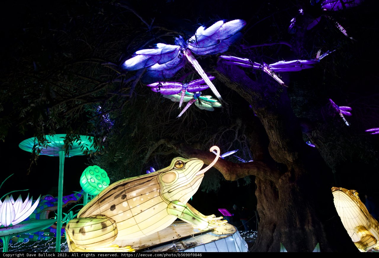 Illuminations of Nature - The Enchanting Frog Statue