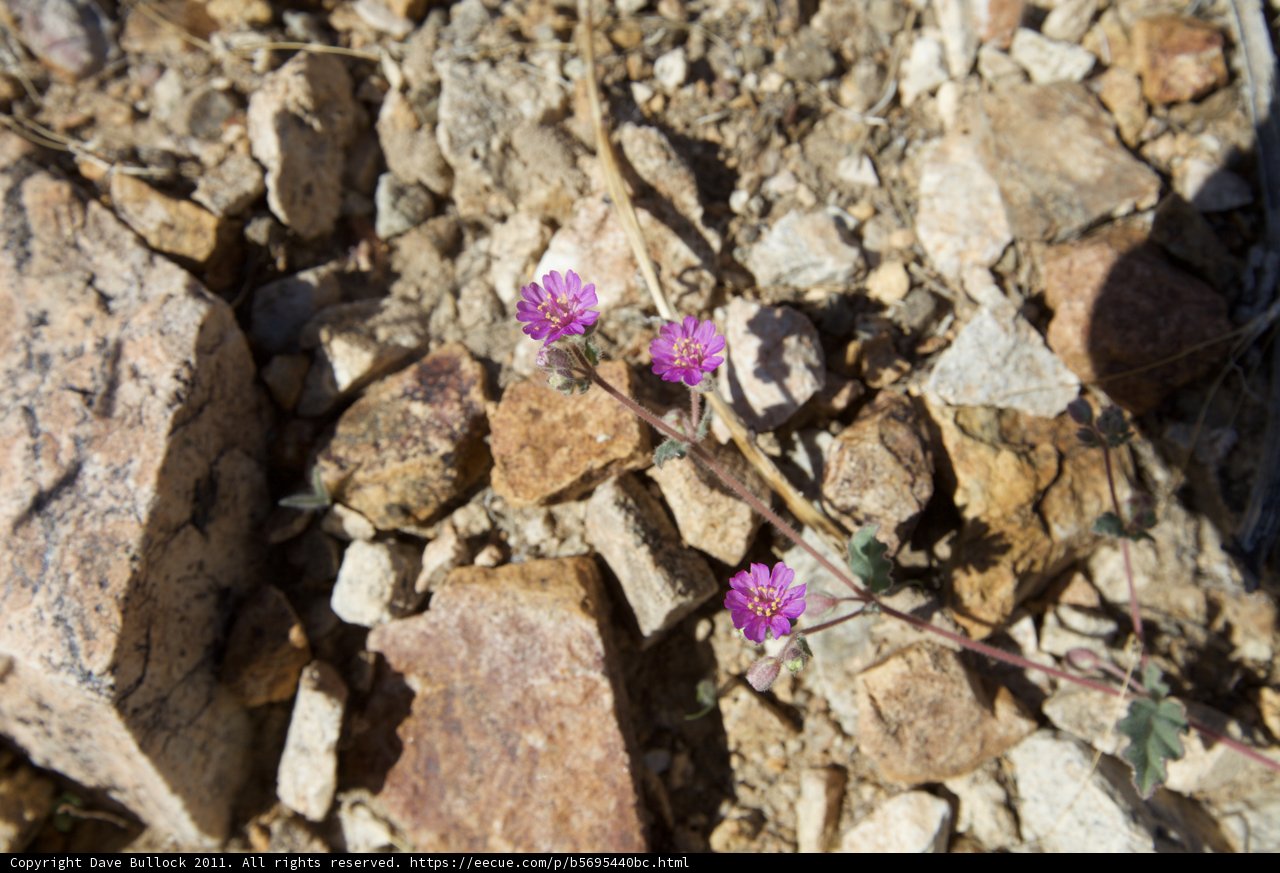 The Resilient Flower