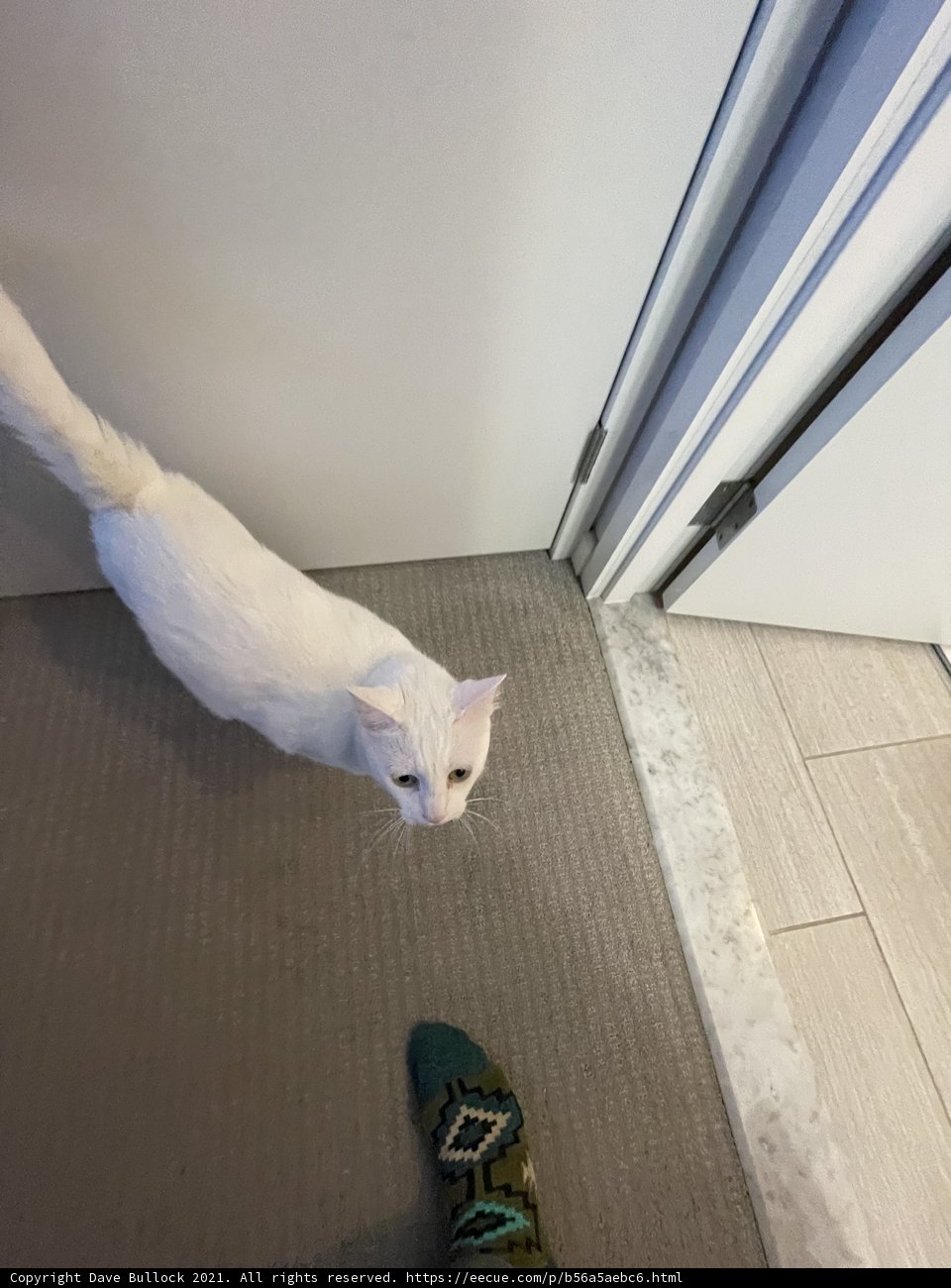 White Cat's Companion