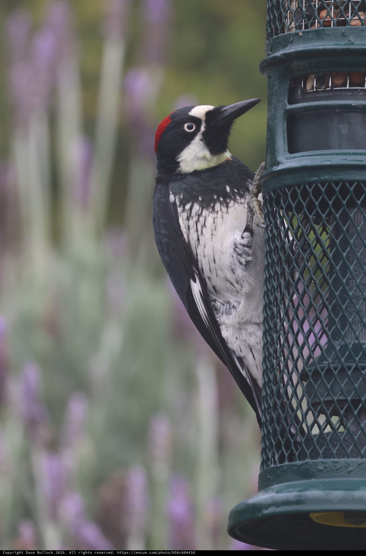 Acorn Woodpecker at Garden Bird Feeder