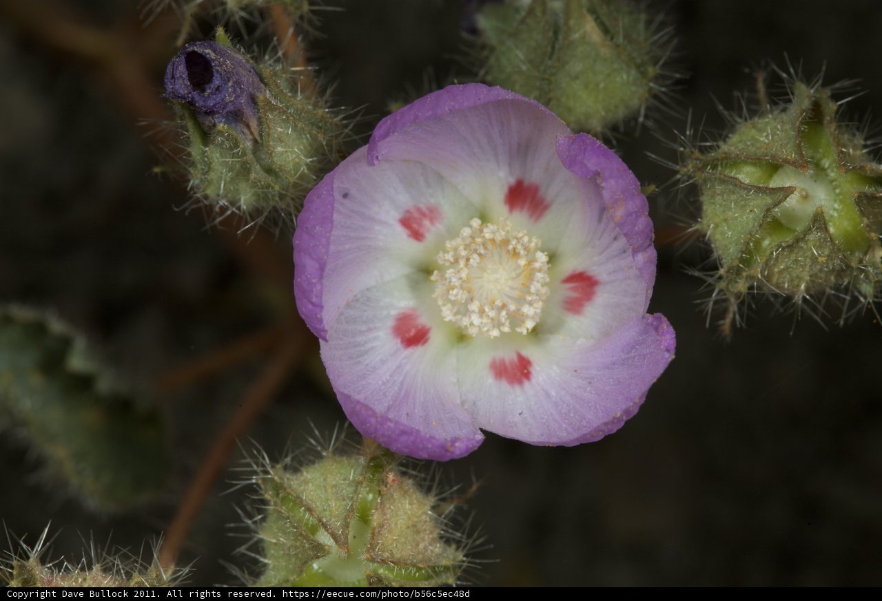 Purple Polka-Dot Bloom