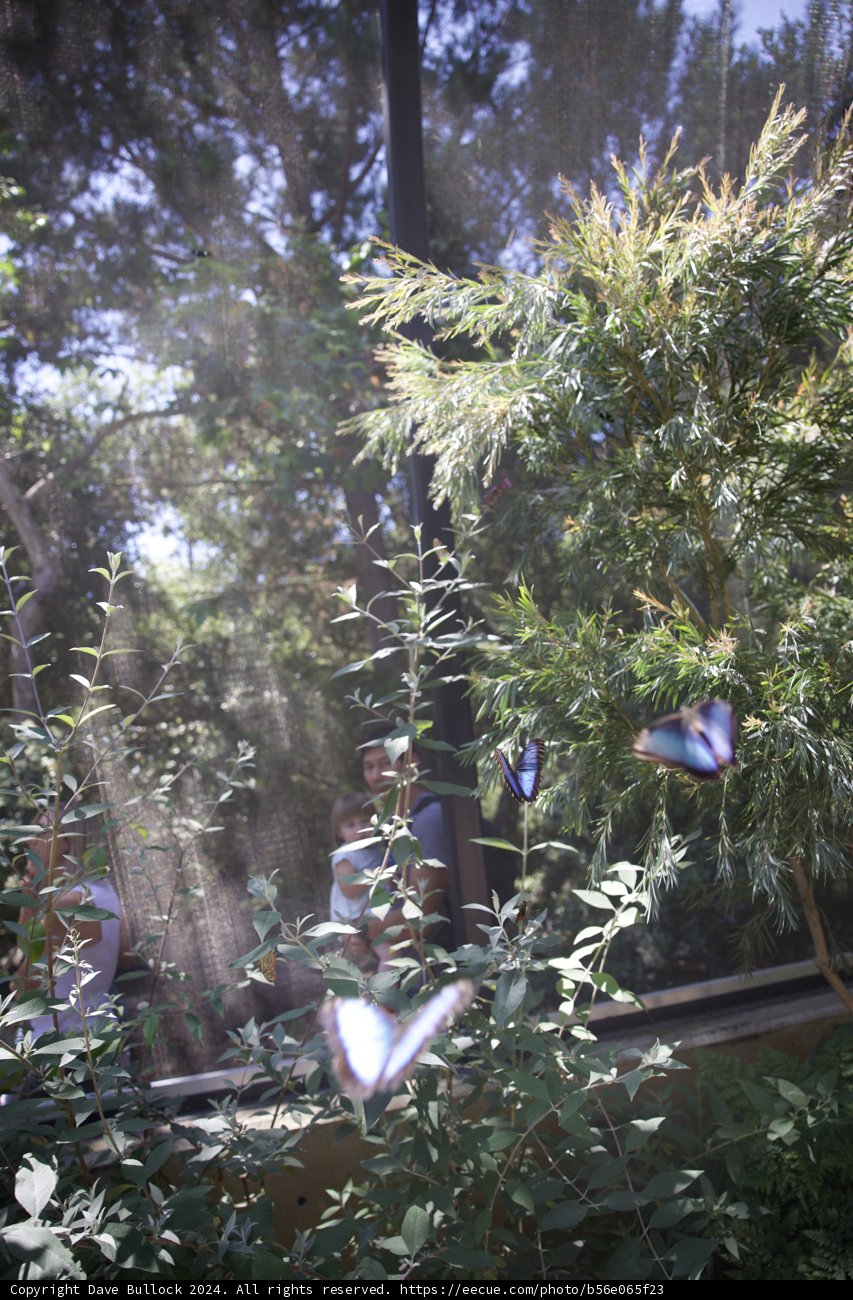 Enchanted Garden Birthday