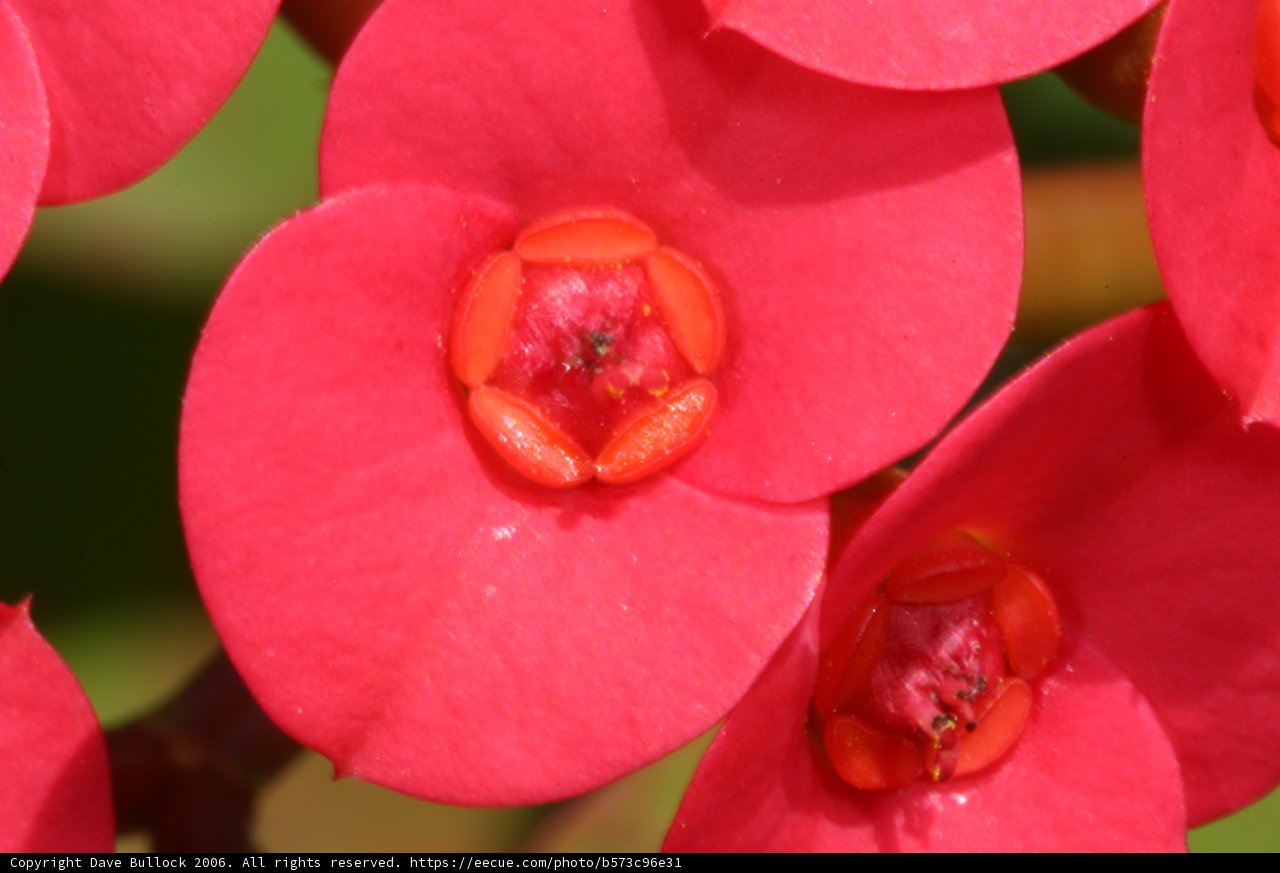 Red Flowers in Full Bloom