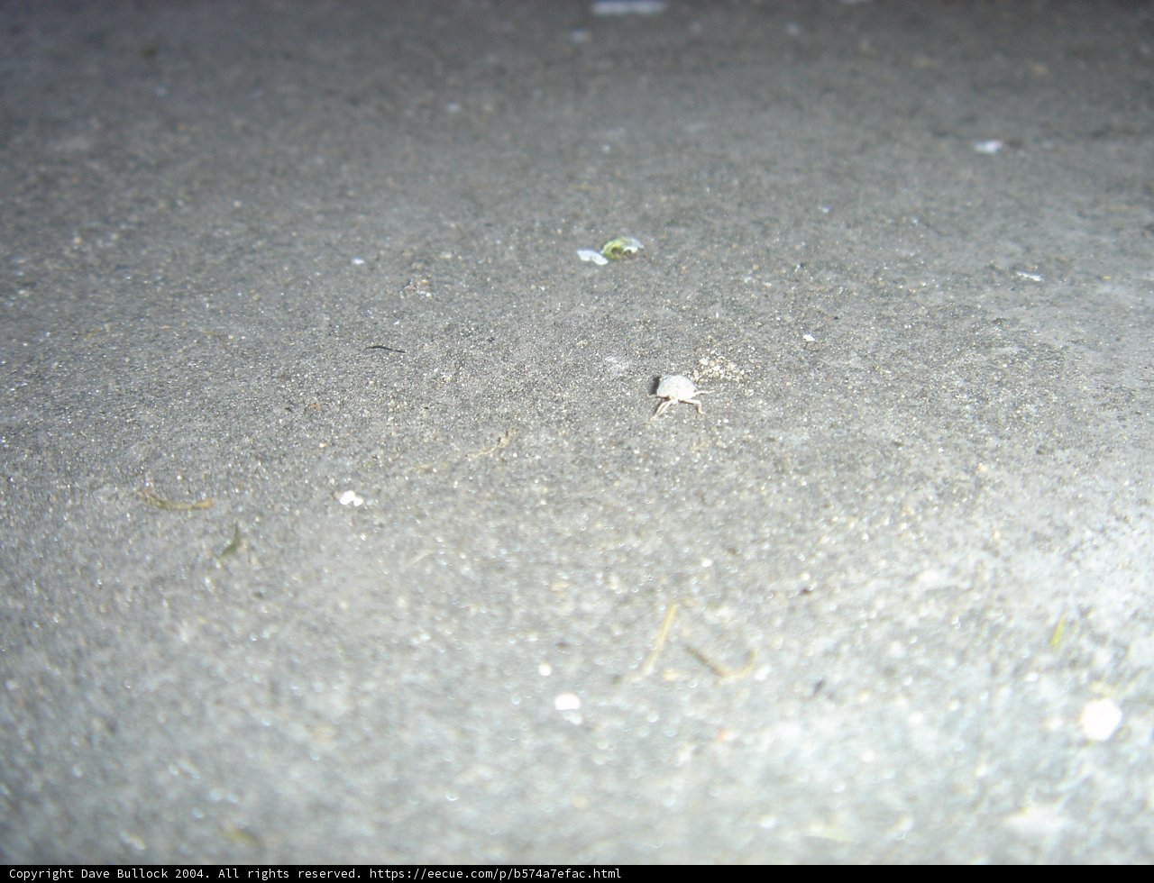 Tiny Insect on the Rocky Road