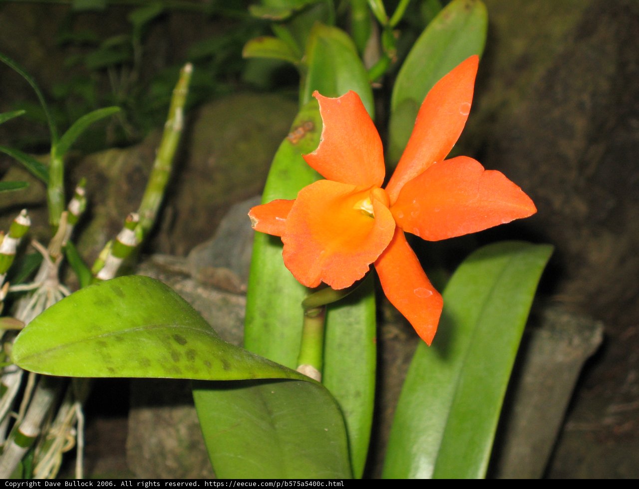 Radiant Orange Orchid