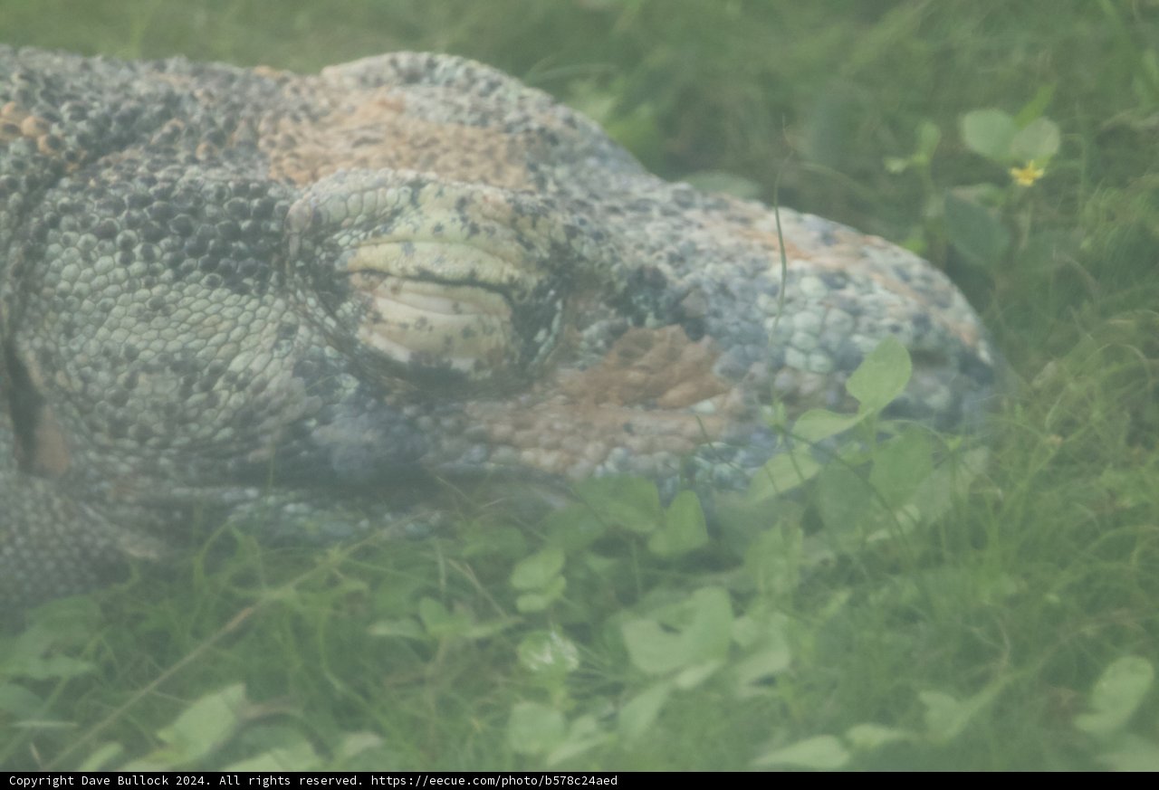 Slumbering Giant: The Monitor Lizard at Honolulu Zoo