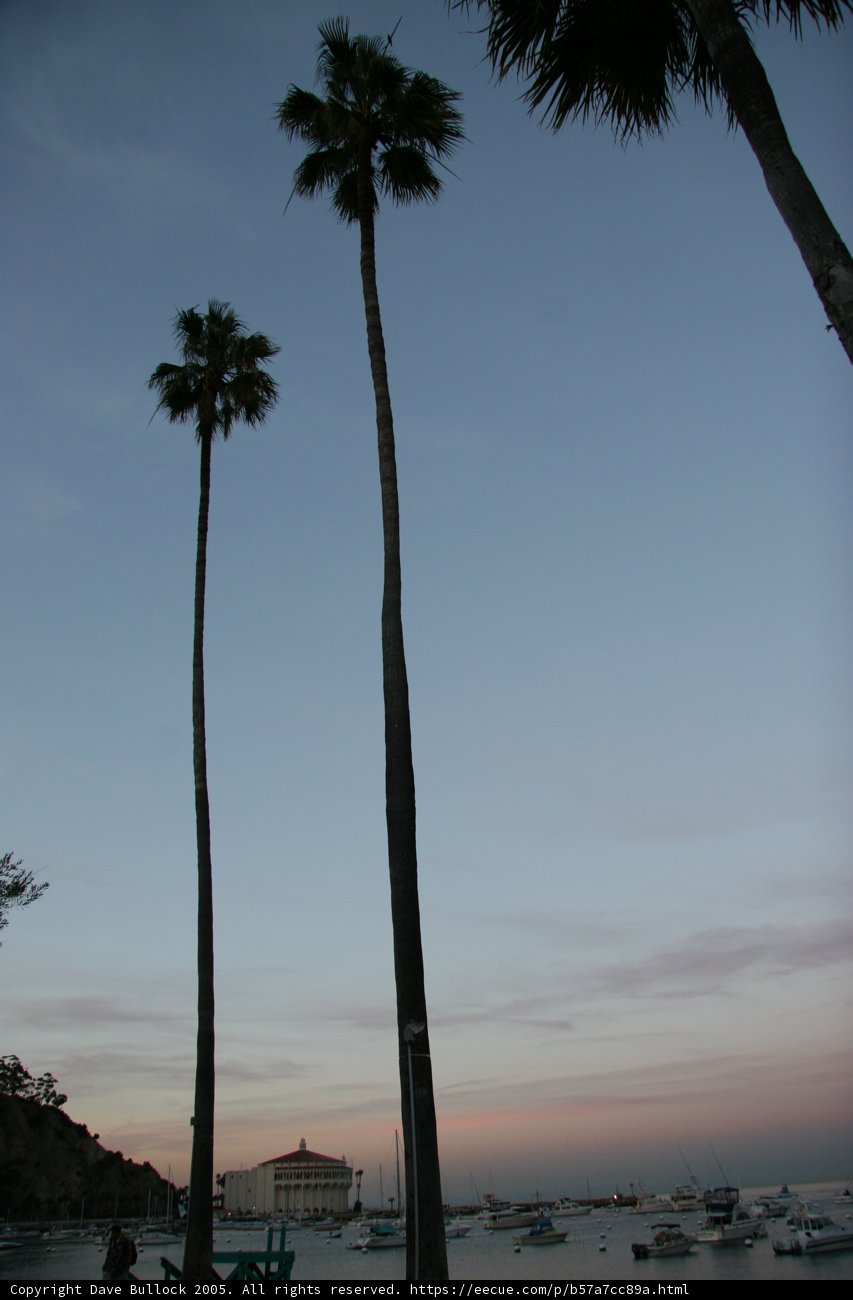 Tropical Paradise