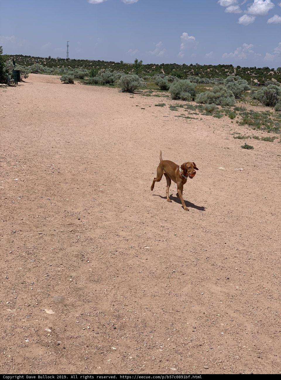 A Canine's Stroll Through the Desert