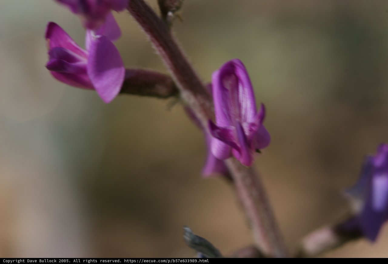 Purple Petals