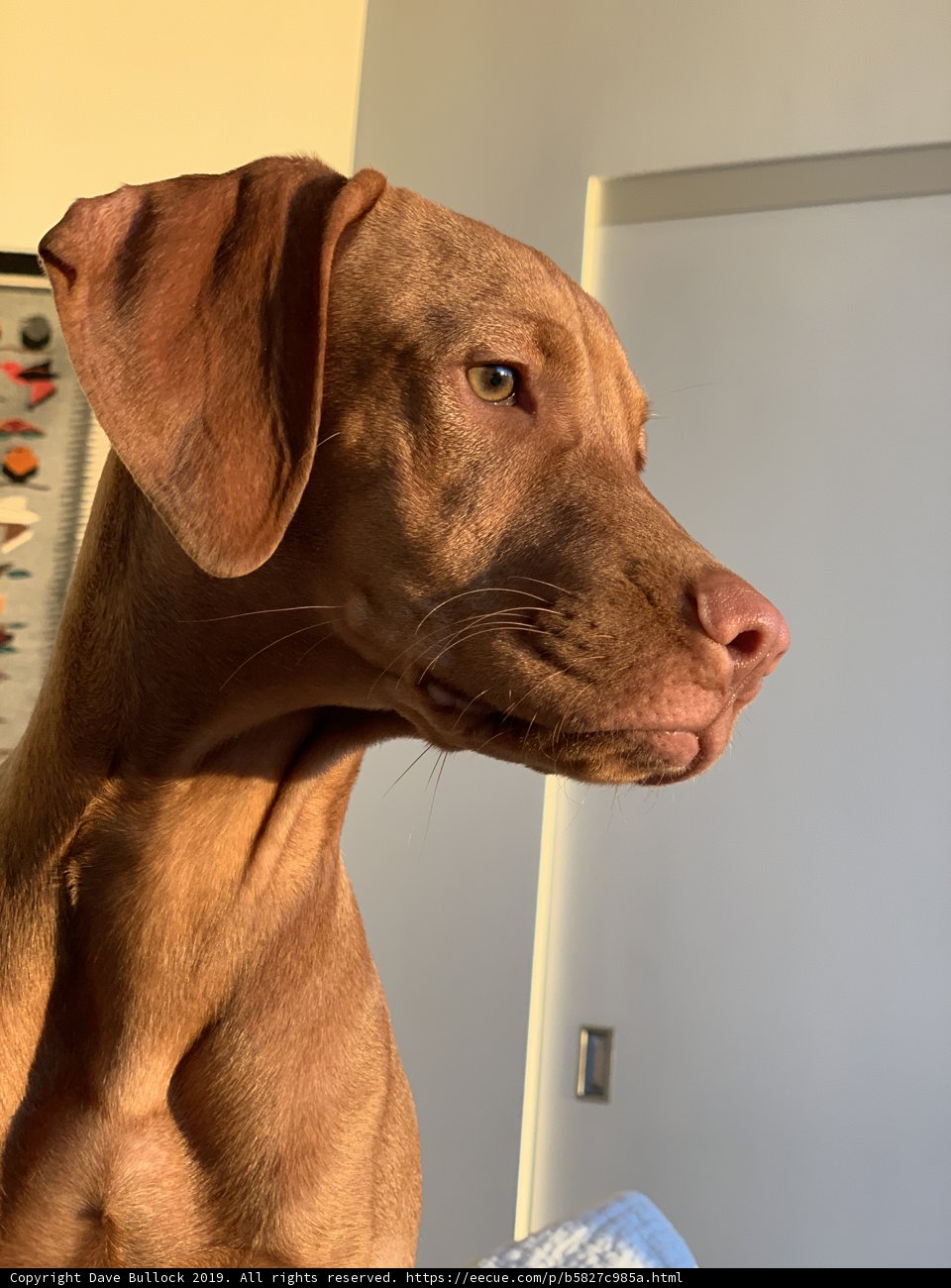 Brown Canine Beauty