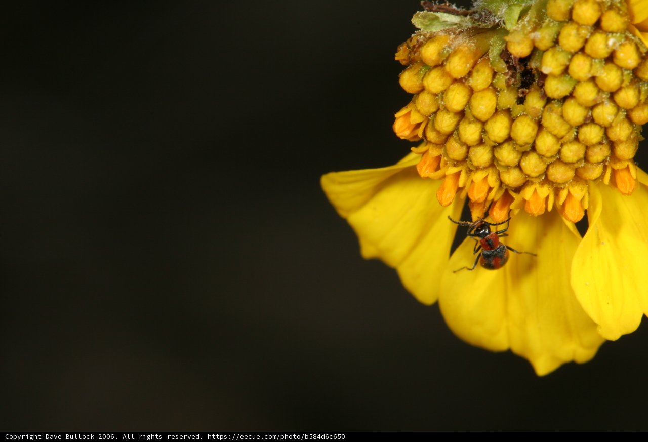 Bee Collecting Pollen on a Yellow Flower