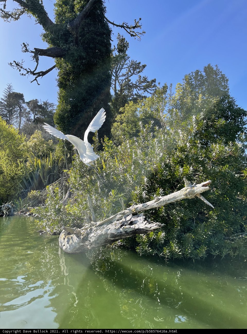 Flight of a Water Bird
