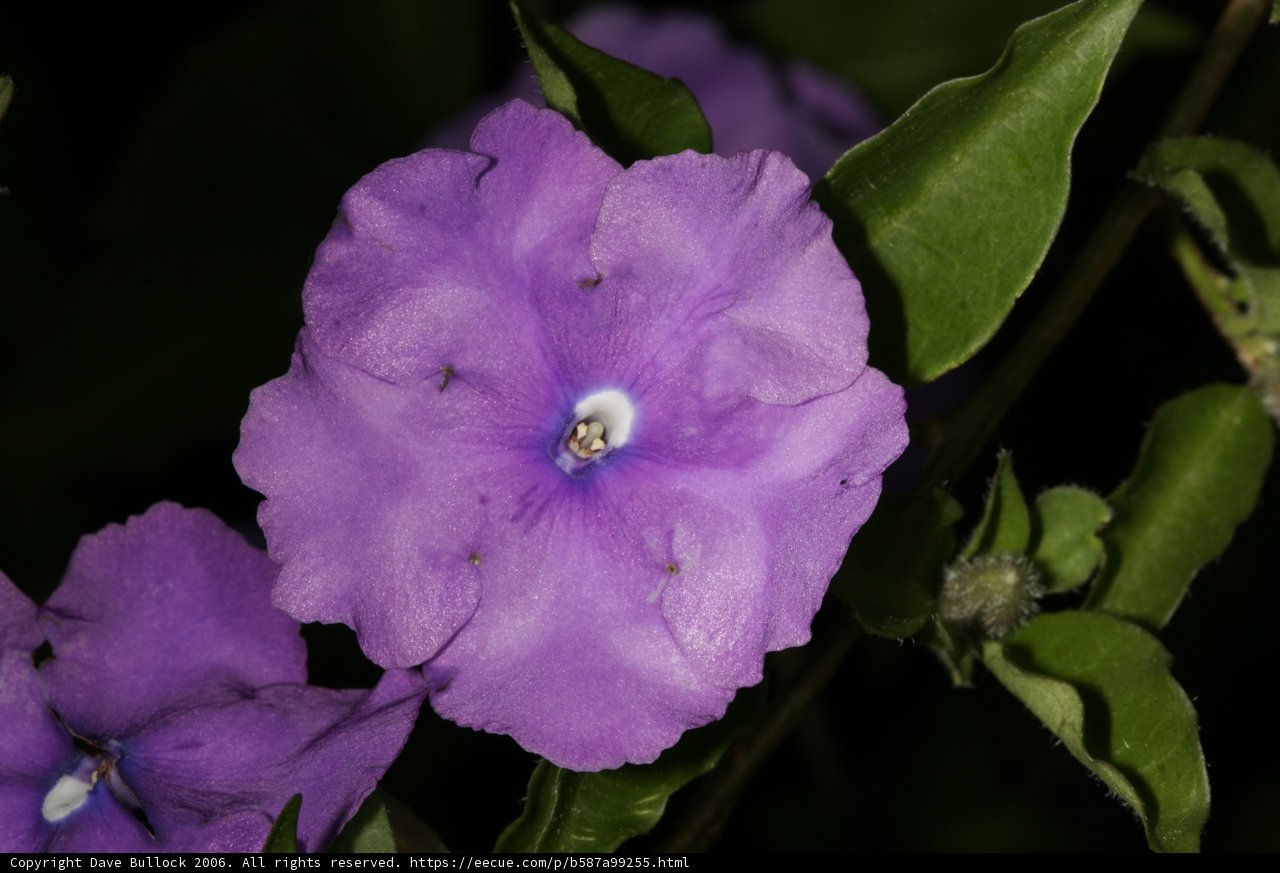 A Riot of Purple and Blue