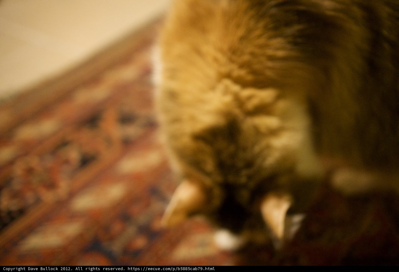 Feline Decor