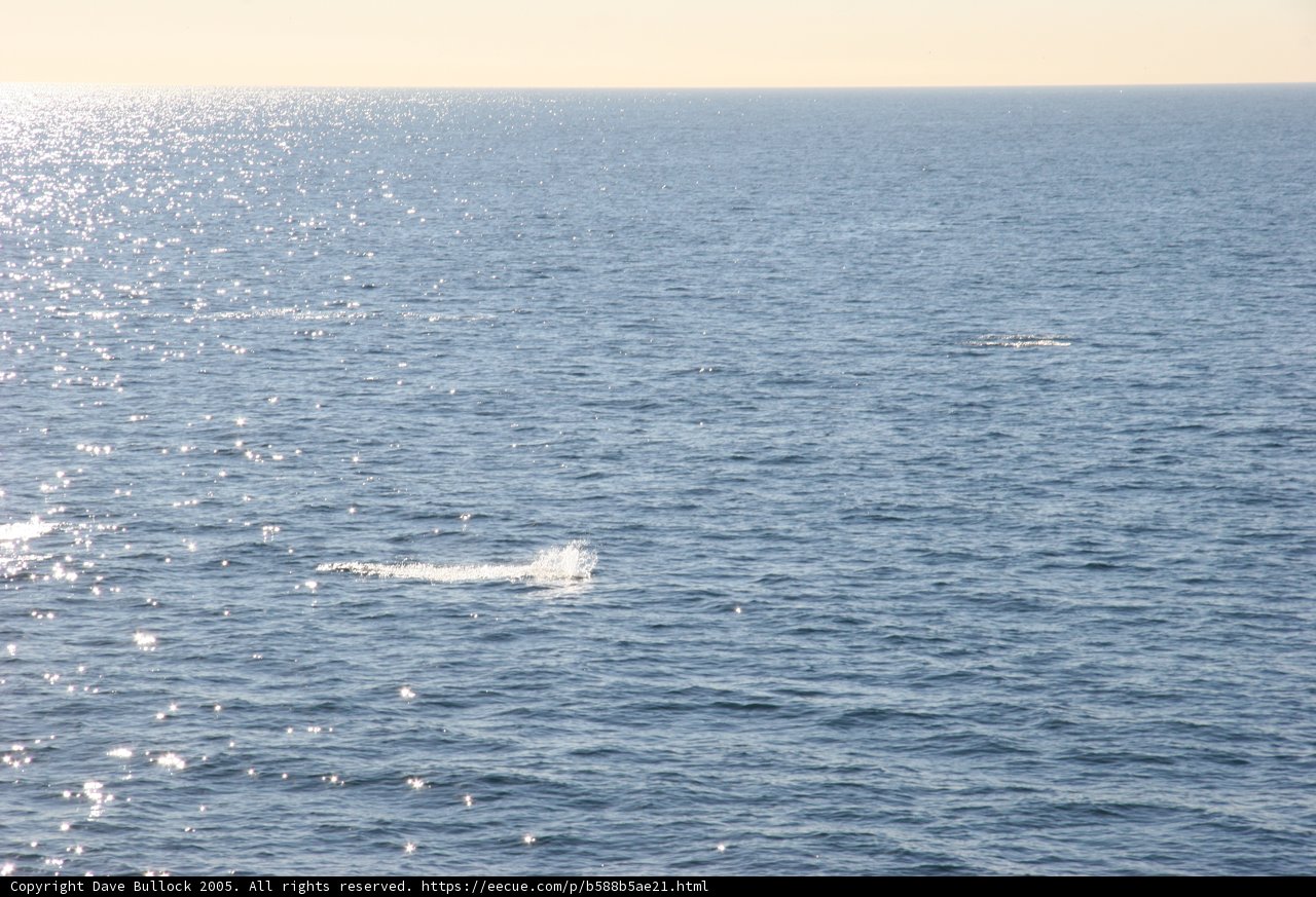 Majestic Whale in its Natural Habitat
