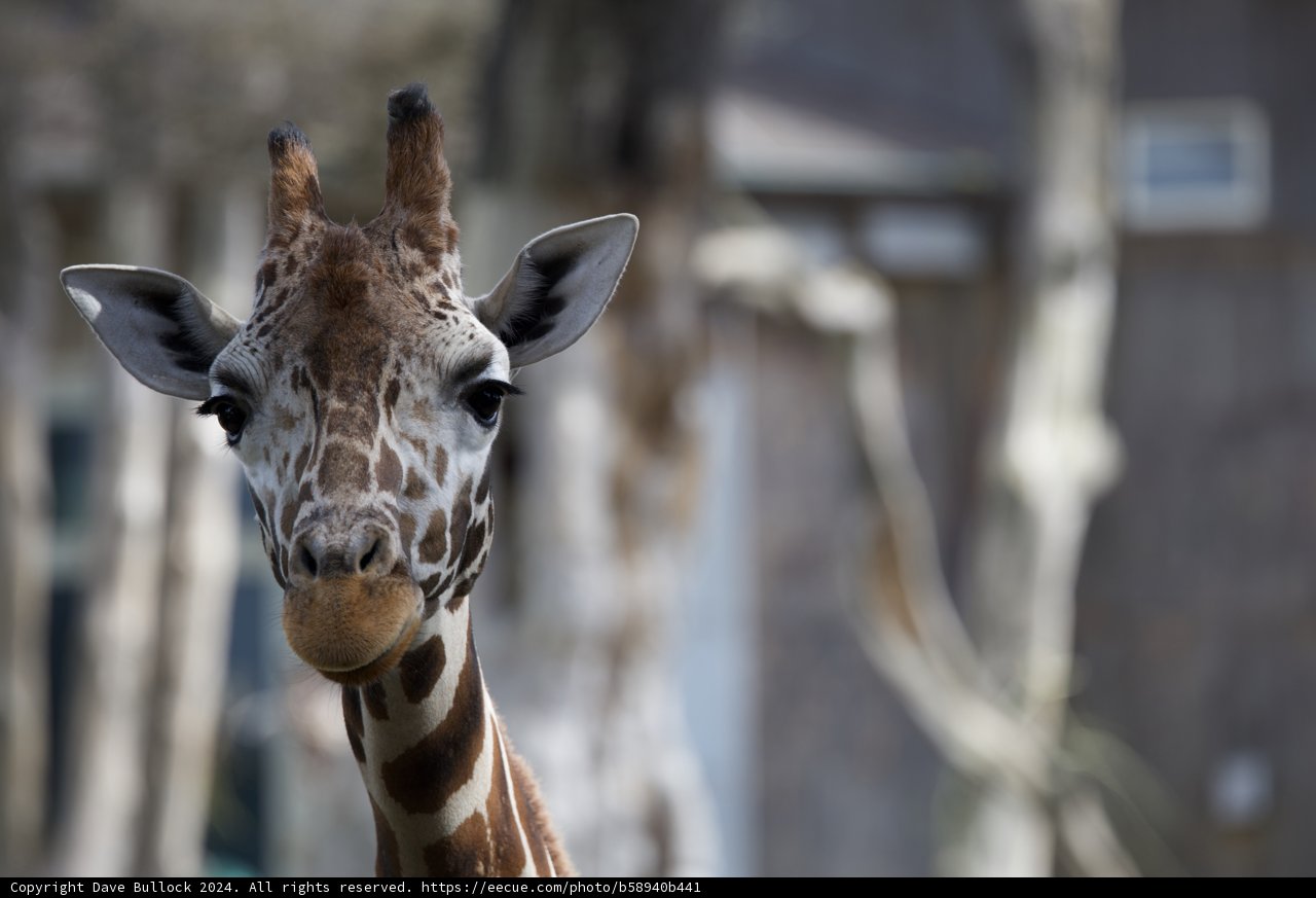 Majestic Beacon of the SF Zoo