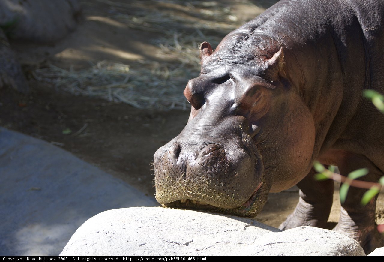 Hippopotamus Basking on the Rocks