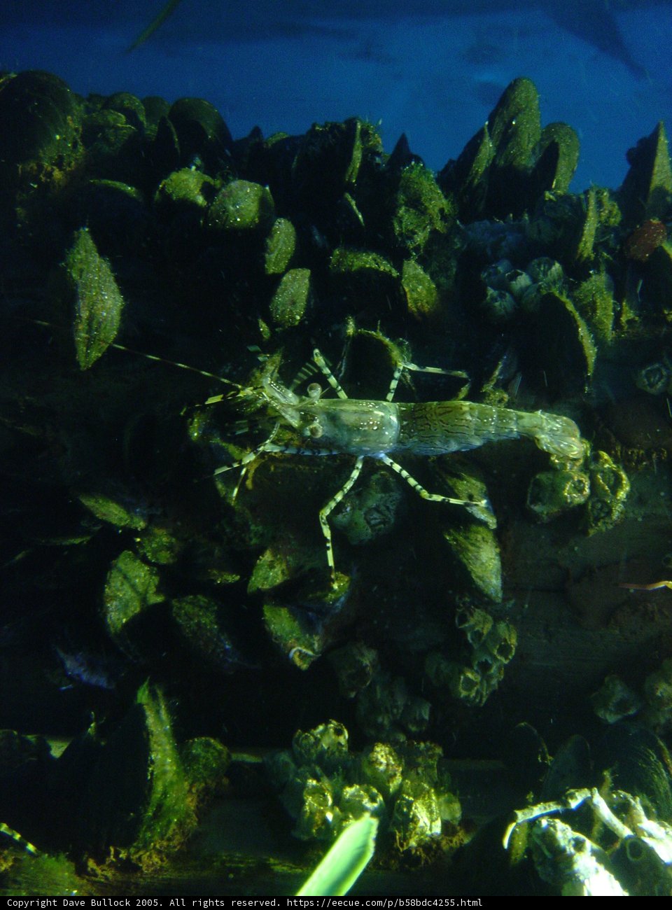 Green Shrimp in an Aquatic World